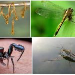 Insekter som äter myggor och deras larver
