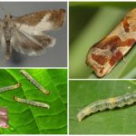 Listovertka och dess caterpillar