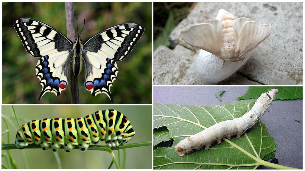 Swallowtail och dess larv till vänster, silkesmask och dess larva till höger
