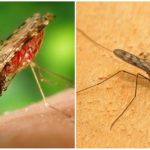 Malaria mygga