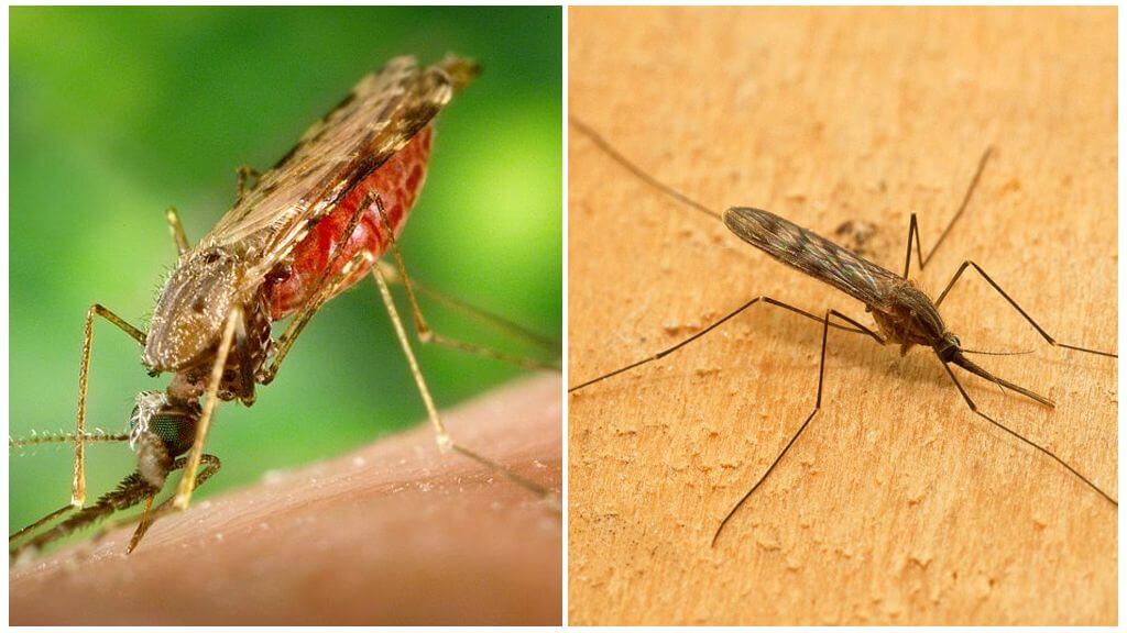 البعوض الملاريا