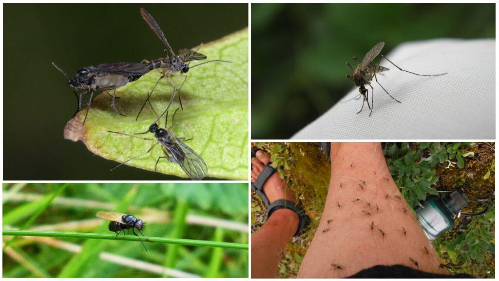 Blackflies och myggor