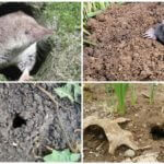 หลุม Mole และ shrews