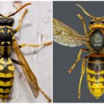 Wasp và Hornet