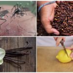 Metodi repellenti per insetti