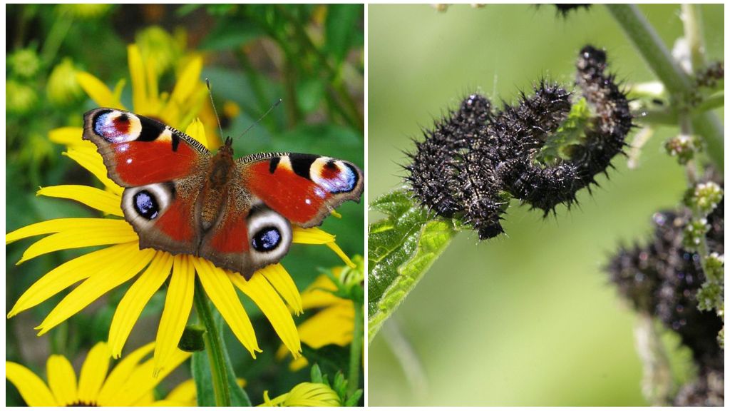 Mắt con công bướm và con sâu bướm của nó