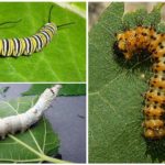 Caterpillar matning