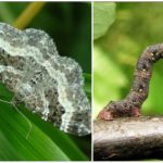 Butterfly moth caterpillar