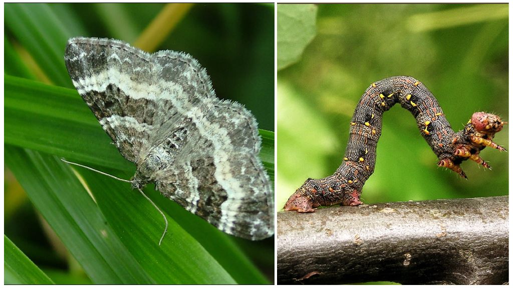 Butterfly moth caterpillar