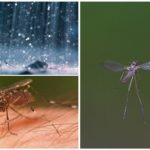 Flyga mygga i regnet