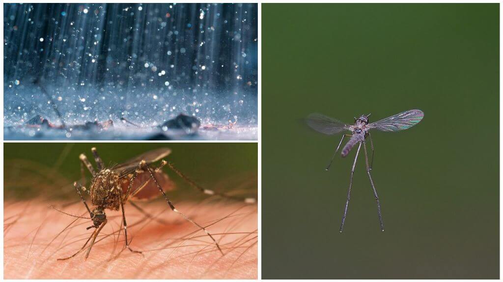 Flyga mygga i regnet