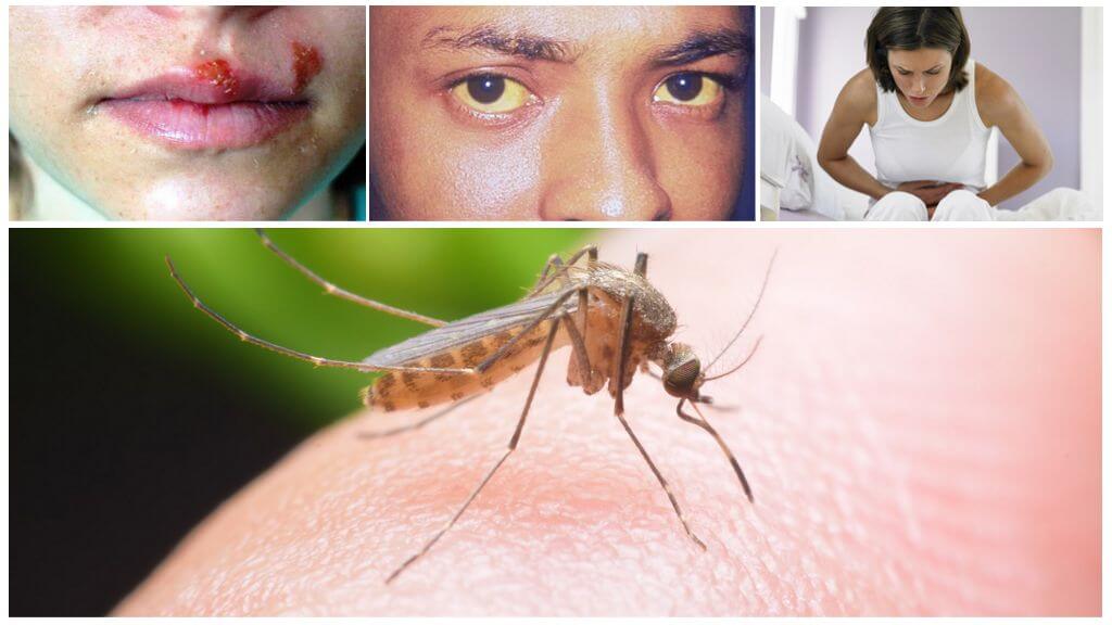 Möjliga effekter av myggbett