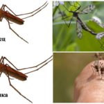 Kvinna och manliga myggor