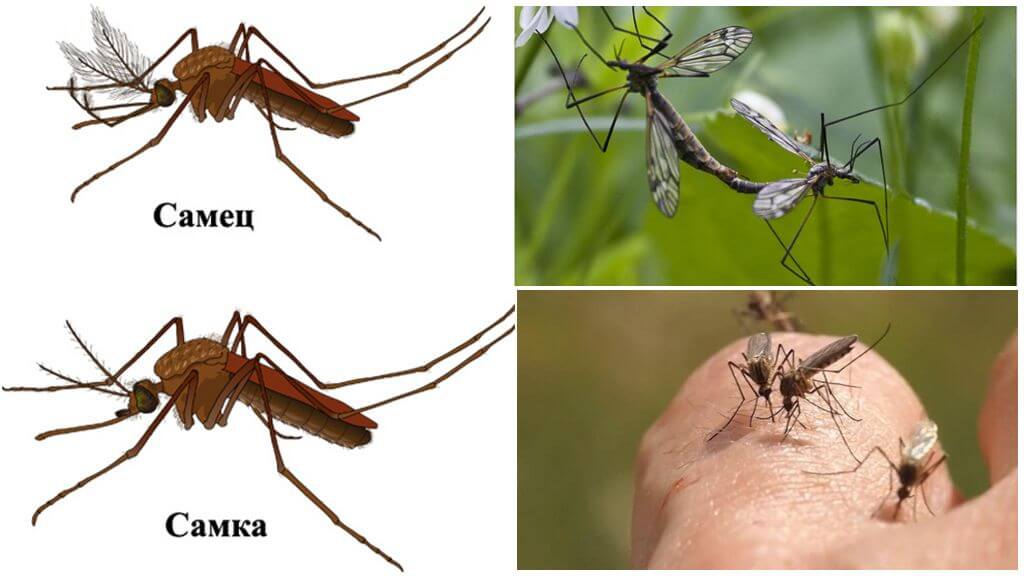 Kvinna och manliga myggor