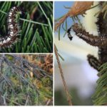 Caterpillars av den sibiriska silkesmasken