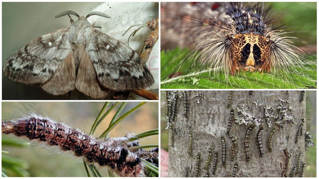 Caterpillar och fjäril av den sibiriska silkesmasken