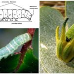 Caterpillar struktur