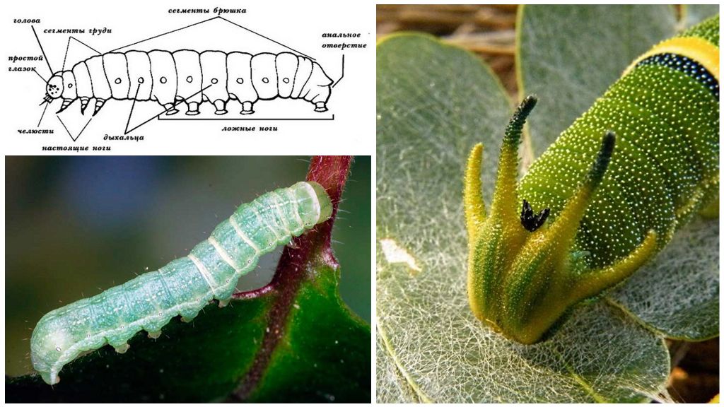 Caterpillar struktur