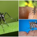 Representanter för arten Aedes (kusaki)