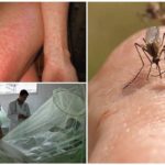 Dengue och Chikungunya myggfett