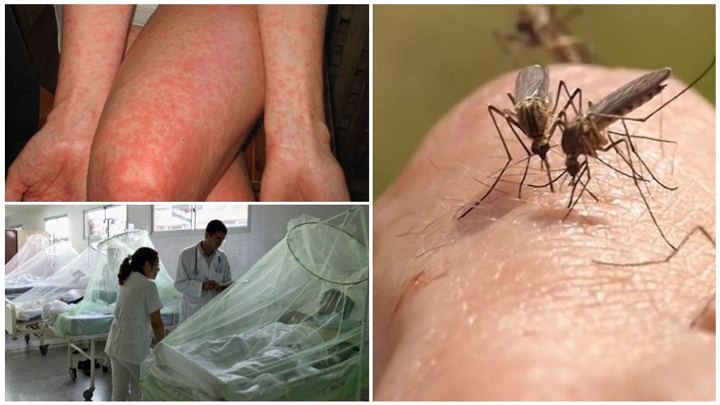 Dengue och Chikungunya myggfett