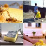 Τρόποι για την καταπολέμηση μύγες στο διαμέρισμα
