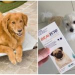 Таблетки от кърлежи за кучета Bravekto