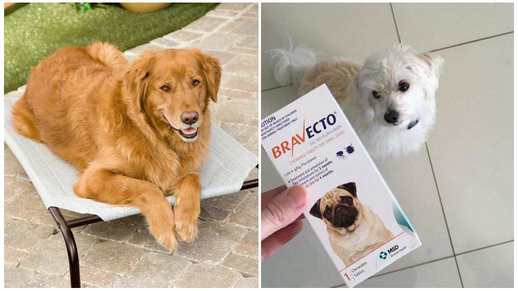 Таблетки от кърлежи за кучета Bravekto
