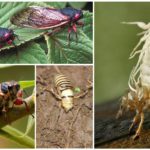Cicada flyga