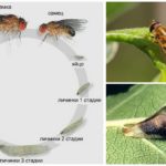 El cicle de vida de la mosca-sirfidy