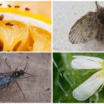 Разновидности на дребни насекоми