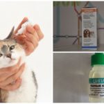 טיפות לחתולים עם otodektoze