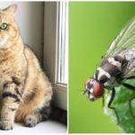 Kedi ve sinek