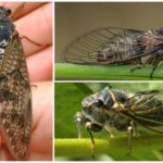 Cicada fly