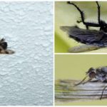 Una mosca en el techo