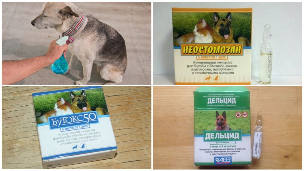 Các chế phẩm dùng điều trị chó từ ruồi