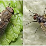 Gadfly (trái) và scarab (phải)