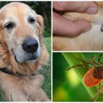 Thuốc xịt cho chó chống bọ chét và bọ chét