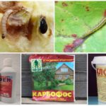 Kemiska metoder för förstörelse av larver
