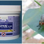 Η χρήση του Agita από τις μύγες