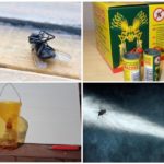 रहने वाले कमरे में मक्खियों से लड़ना