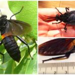 Con ruồi lớn nhất thế giới Gauromydas heros