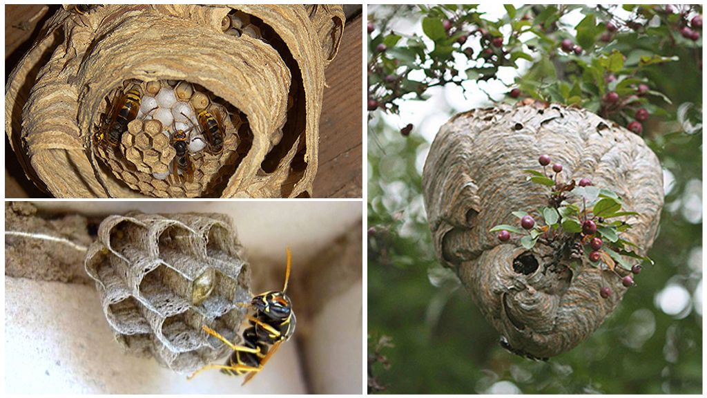 Wasps nests