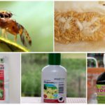 Produtos químicos para combater a mosca de melão