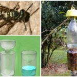 Wasp bẫy từ chai nhựa