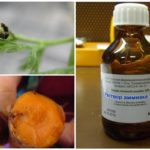 Amoniaco de moscas de zanahoria