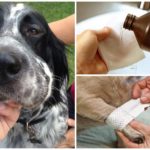 Лечение на ухапване от кучета