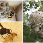 Wasp nest op het perceel