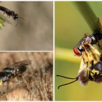 Benefici delle vespe