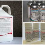 Wasp Control Chemicals